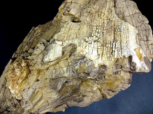 Petrified Wood