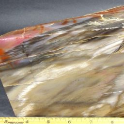 Petrified Wood