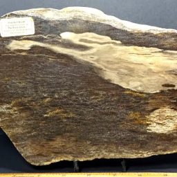 Petrified Wood from South Dakota