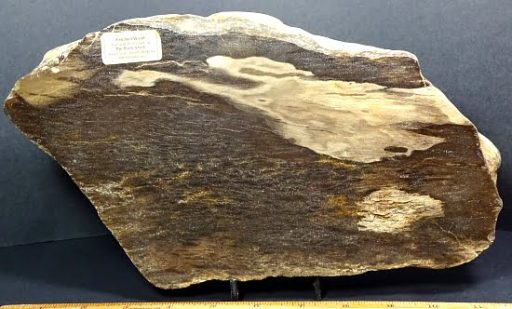 Petrified Wood from South Dakota