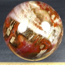 Petrified Wood