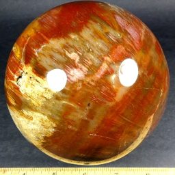 Petrified Wood