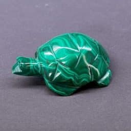 Malachite Turtle