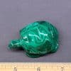 Malachite Turtle