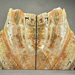 Petrified Wood Bookends