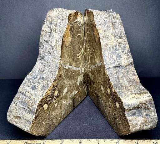 BK109 Petrified Wood Bookends - Image 2