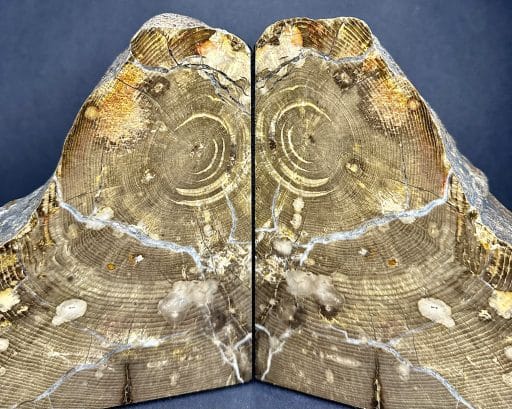 Petrified Wood Bookends