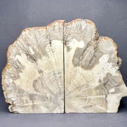 Madagascar Petrified Wood Bookends