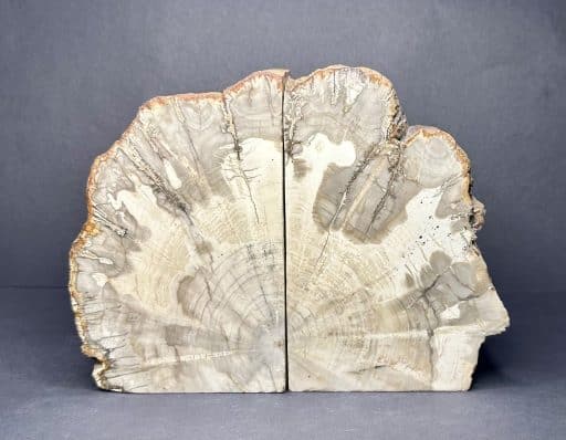 Madagascar Petrified Wood Bookends