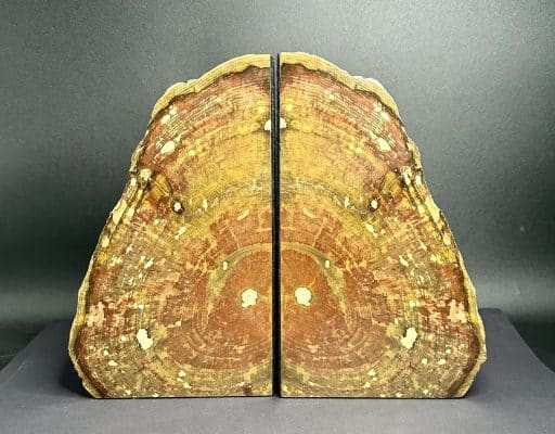 Petrified Wood Bookends