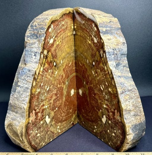 BK206 Petrified Wood Bookends - Image 2