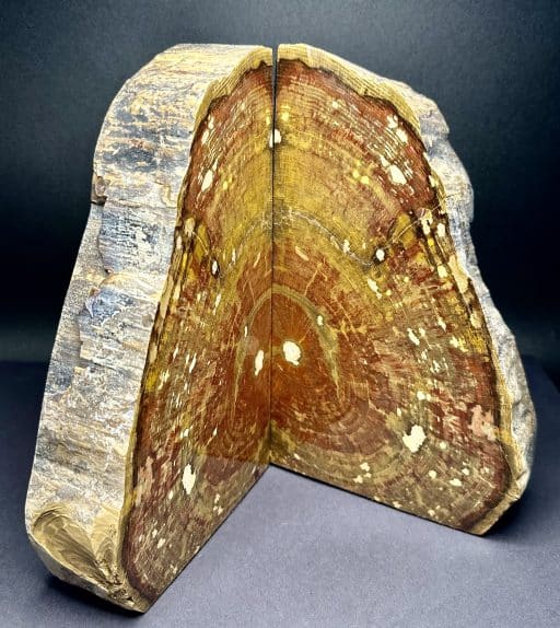 Petrified Wood Bookends