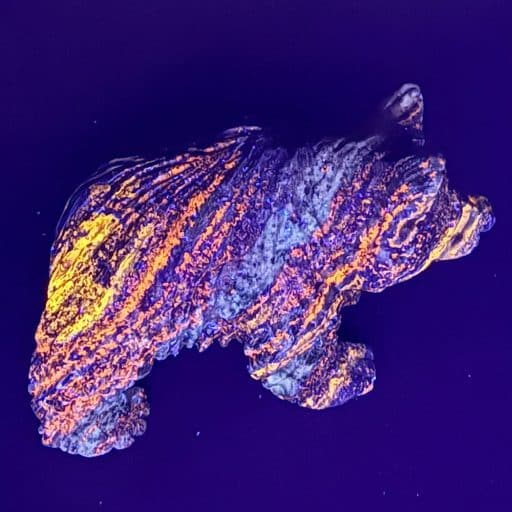 Lapis Bear