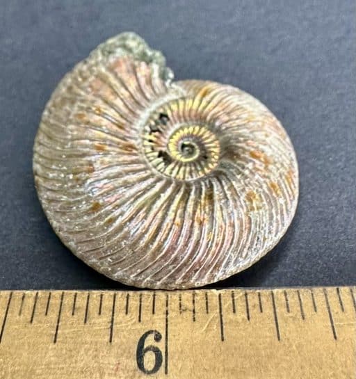 Pyritized Ammonite