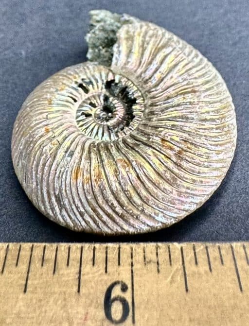 FO106 Pyritized Ammonite - Image 3