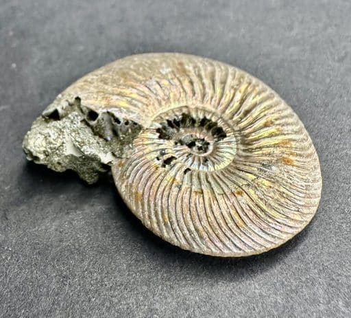 FO106 Pyritized Ammonite - Image 4