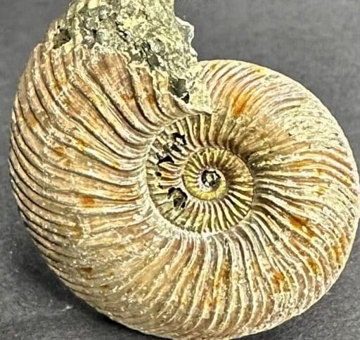 Pyritized Ammonite