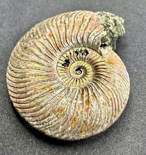 FO106 Pyritized Ammonite - Image 7