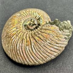 Pyritized Ammonite