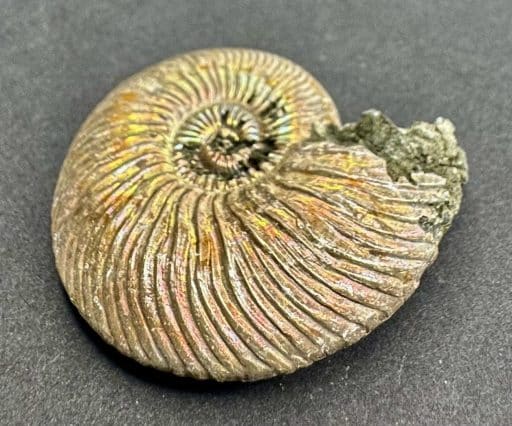 Pyritized Ammonite