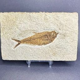 Diplomystus Fossilized Fish