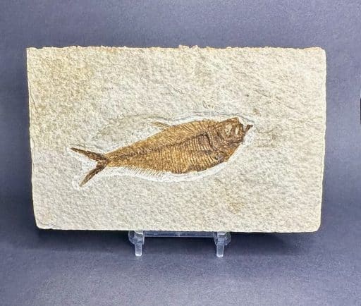 Diplomystus Fossilized Fish