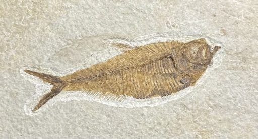 FO202 Diplomystus Fossilized Fish - Image 5