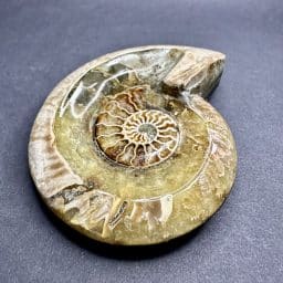 Ammonite Bowl