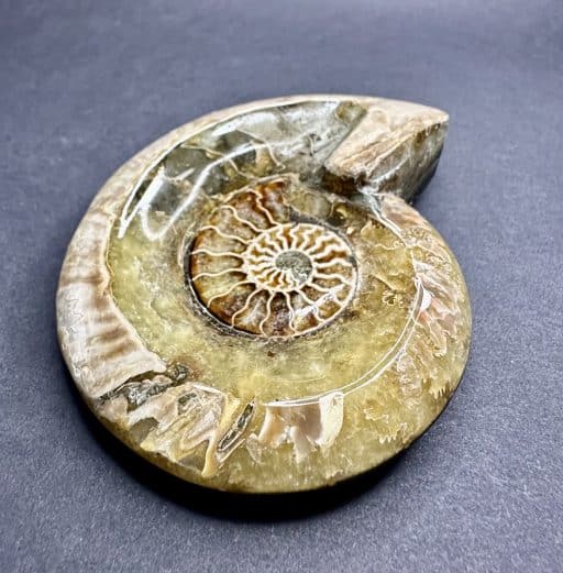 Ammonite Bowl