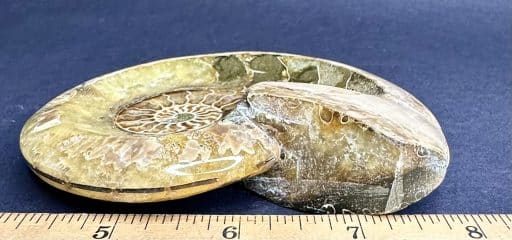 Ammonite Bowl