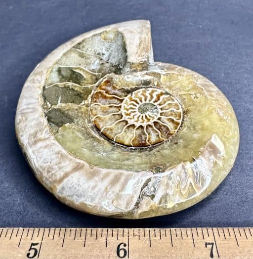 FO209 Ammonite Bowl - Image 3