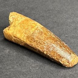 Fossil Spinosaurus Tooth