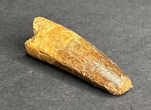 Fossil Spinosaurus Tooth