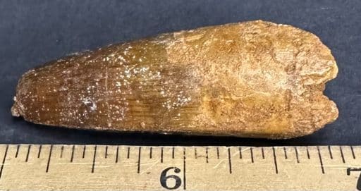 Fossil Spinosaurus Tooth