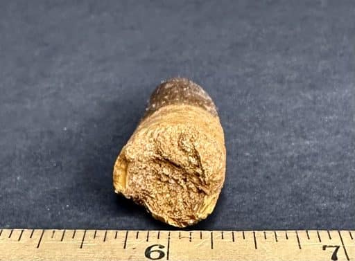 FO307 Fossil Spinosaurus Tooth - Image 3