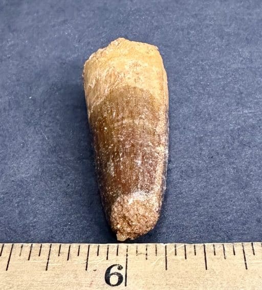 FO307 Fossil Spinosaurus Tooth - Image 4