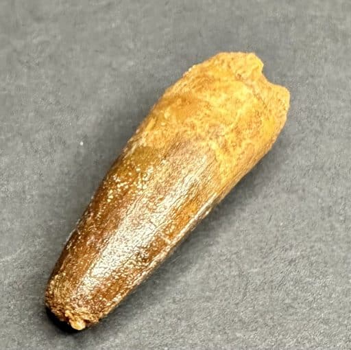 FO307 Fossil Spinosaurus Tooth - Image 5