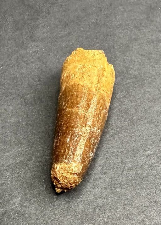 FO307 Fossil Spinosaurus Tooth - Image 6