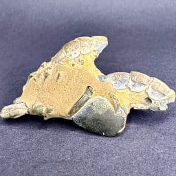 Fossil Lobster