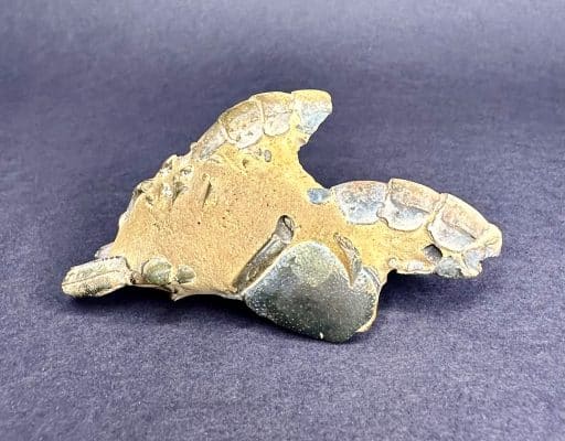 Fossil Lobster