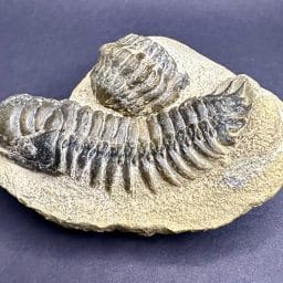 Trilobite