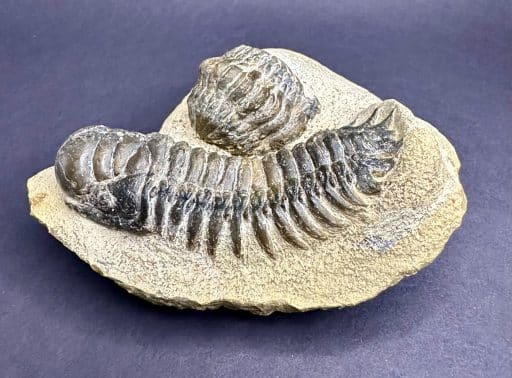 Trilobite