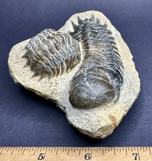 Trilobite