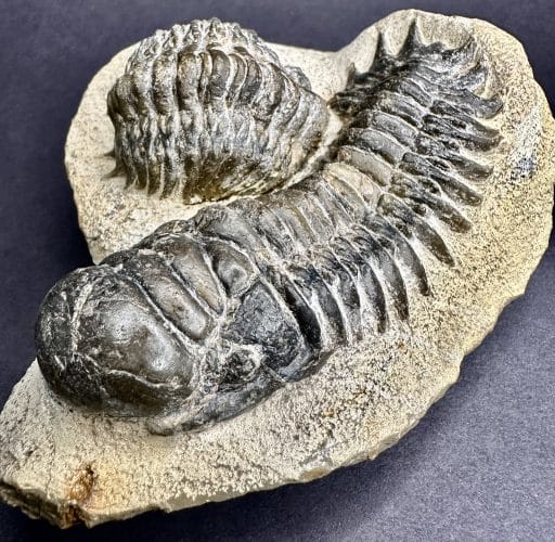 FO406 Trilobite - Image 7