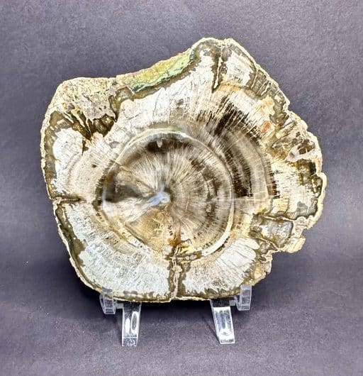 Petrified Wood