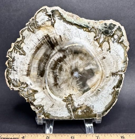 Petrified Wood