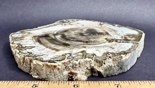 FO411 Petrified Wood - Image 3