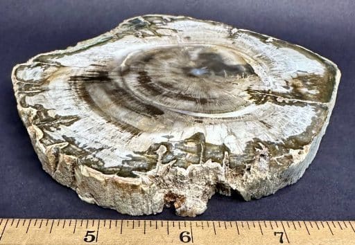 FO411 Petrified Wood - Image 4