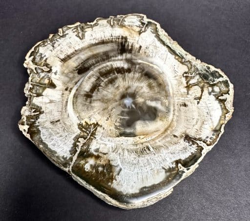 FO411 Petrified Wood - Image 5