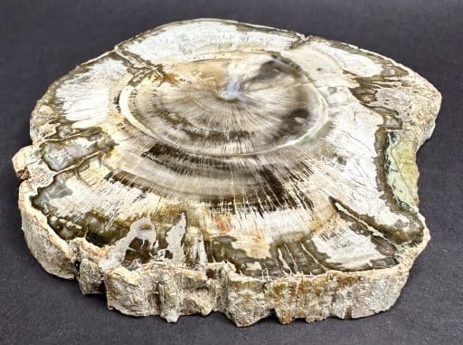 FO411 Petrified Wood - Image 6